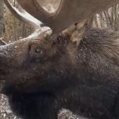 Moose up close