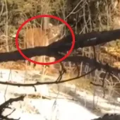 Mountain lion vs. girl