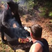 Barbecue battle with bear