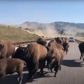bison on bridge