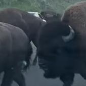Bison breaks windshield