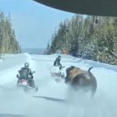 Bison charges snowmobile