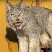 Bobcat Alberta