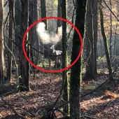 Whitetail buck snort