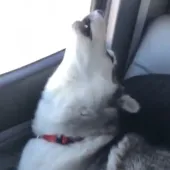 singing huskies