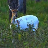 Piebald deer