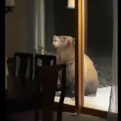Bear and bird feeder