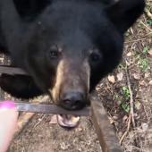 Woman pointing at bear on ladder