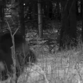 Yellowstone Wolverine