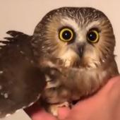 Trapped owl