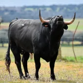 Angry bull