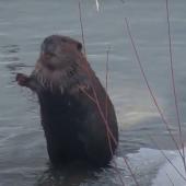 Beaver walking upright