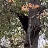 Bear yelling