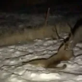 Buck vs mountain lion