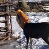 Deer's head stuck in feed bag