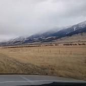 Elk herd crossing road