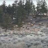 Elk herd