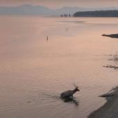 Elk swimming in Yellowstone