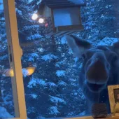Moose eating birdseed