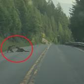 Mountain lions fighting