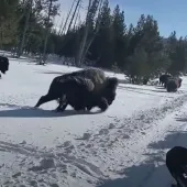 Bison and snowmobiles