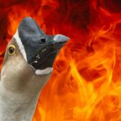The goose from hell