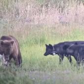 Grizzly with wolves