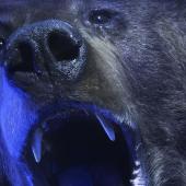 Bear at night