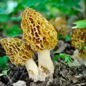 Morel mushrooms