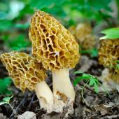 Morel mushrooms