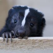 Cute skunk