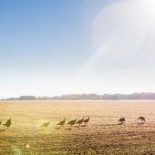 Gaggle of turkeys