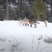 Wolf pack at play