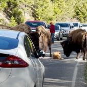Baby bison traffic jam