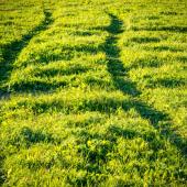 Tire tracks in grass