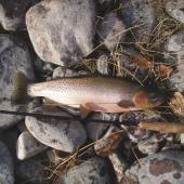 Blackfoot Cutthroat