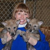 Baby wolves
