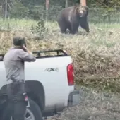 Mammoth Bear Charge 