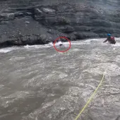 Moose rescue