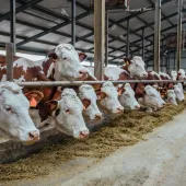 Cows in livestock stall