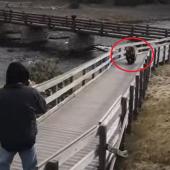 Yellowstone bear