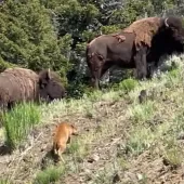 Baby bison