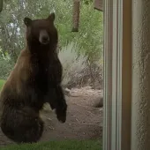 Bear and bird feeder