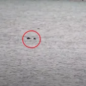 Swimming eagle