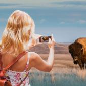 Lady photographs bison