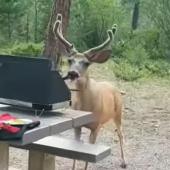 Deer with hot dog