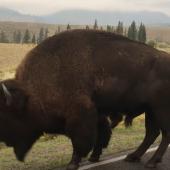 Rutting bison
