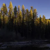 Tamarack Sky