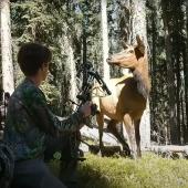 Cow elk with hunters