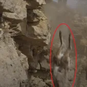 Goat falling off of cliff